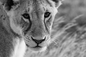 portrait of a lioness