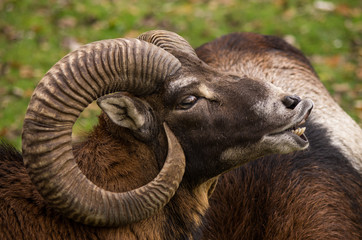 Europäischer Mufflon in der Brunft