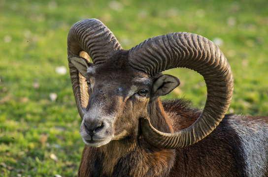 Europ&auml;ischer Mufflon (Ovis gmelini musimon)
