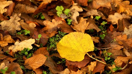 Autumn colored background of leaves and trees.