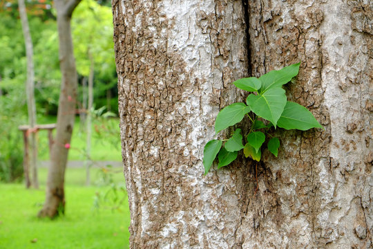 Small Bodhi Tree