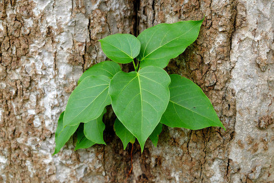 Small Bodhi Tree