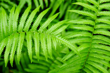closeup fern in nature