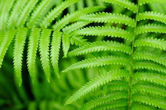 closeup fern in nature
