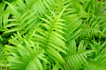 closeup fern in nature