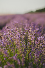 Obraz premium summer lavender field in bloom