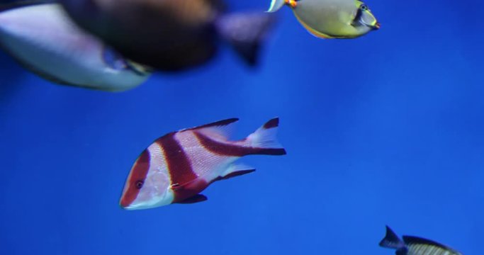 Close up of colorful and rare fishes in underwater