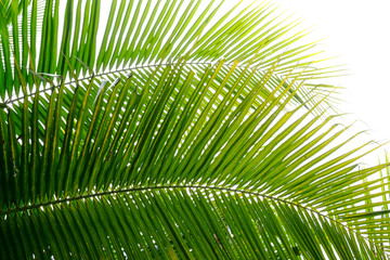 Obraz na płótnie Canvas coconut leaf with sunlight