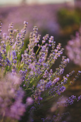 summer lavender field in bloom