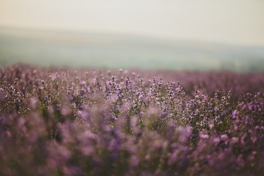summer lavender field in bloom