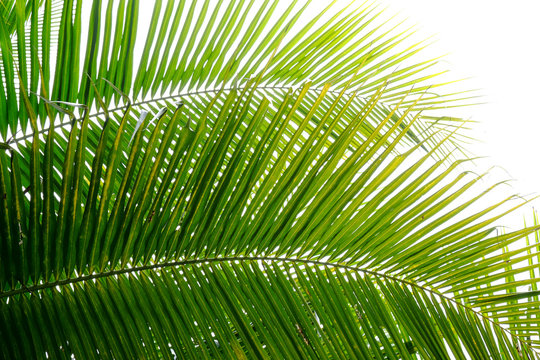 coconut leaf with sunlight