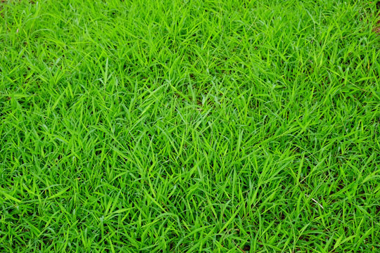 Grass background closeup