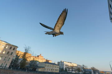 A dove flew free over the city