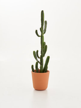 Brown vase of cactus white background modern home decoration white background.