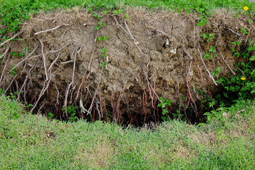 Obraz premium Tilt the broken tree root