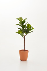 vase of green plant white background isolated.