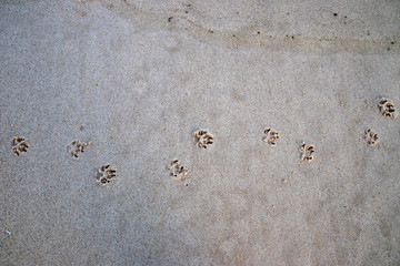 dog prints on  sand