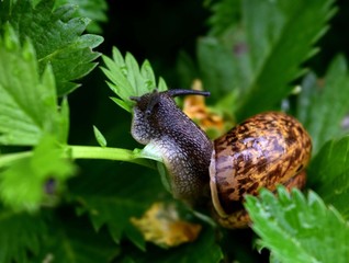 beetle on a flower