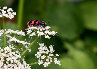beetle on a flower