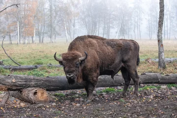 Foto op Plexiglas Europese bizon in een bosreservaat in Litouwen © smiltena