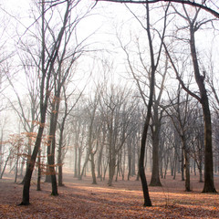 Fototapeta na wymiar Red and colorful autumn colors in the beech forest in the fog