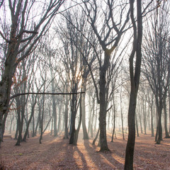 Red and colorful autumn colors in the beech forest in the fog