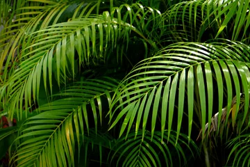 Zelfklevend Fotobehang Palmboom green palm leaf