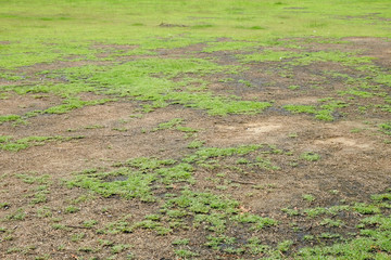 green grass and dry grass