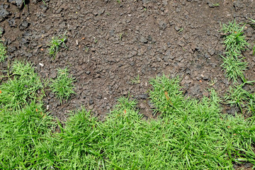 Cracked Earth and green grass. Dried Ground Texture