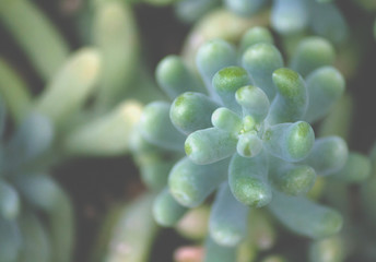 sedum treleasei succulent plant with pale blue green, thick and fleshy leaves, one branch plant top view garden growing in leaves, leaves occupy part picture, background earth, similar plants blurry