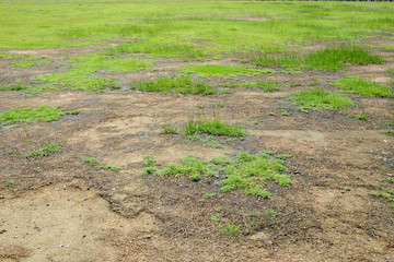 Obraz premium green grass and dry grass