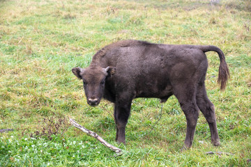 Young European bison in a forest reserve in Lithuania