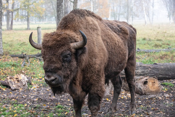 European bison in a forest reserve in Lithuania © smiltena