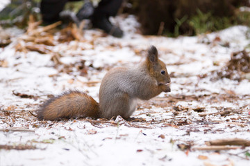 Naklejka na ściany i meble Cute red squirrrel sitting on a snow and eating seeds in winter forest