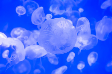 close up of Moon jellyfish drifting softly underwater in an aquarium