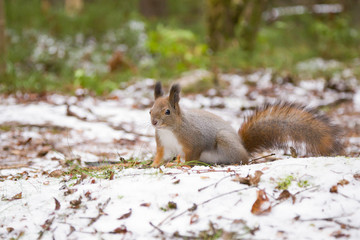 Naklejka na ściany i meble Cute red squirrel sitting on a snow in winter forest