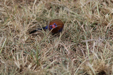Purple Grenadier collecting nesting material