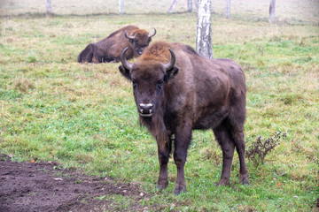 European bison in a forest reserve in Lithuania © smiltena