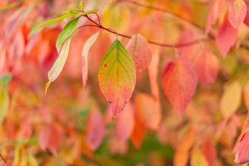 autumn colors on the leaves