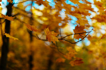 autumn colors on the leaves