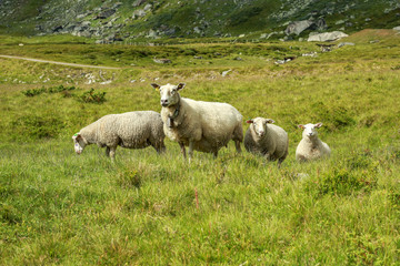 Fototapeta premium sheep pasture in the mountains of Norway