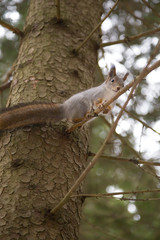 Funny red squirrel sitting high on a tree in winter forest