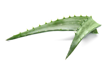 Fresh aloe vera leaves on white background