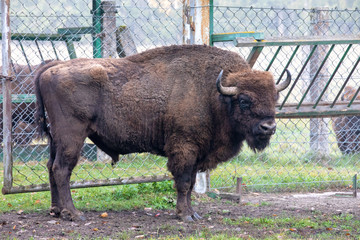 European bison in the paddock in the forest reserve in Lithuania © smiltena