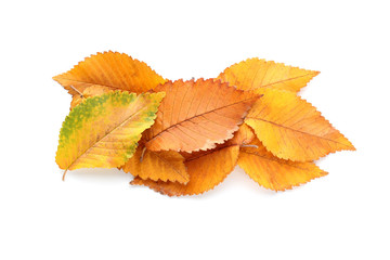 Autumn leaves on white background