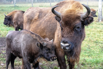 European bison in a forest reserve in Lithuania