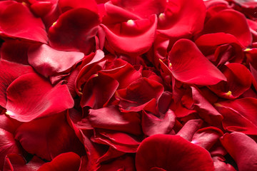 Many red rose petals as background