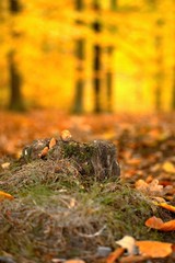 Herbsttraum 