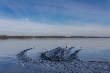 Obraz premium Envol d'oies