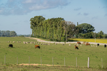Uruguaian farm